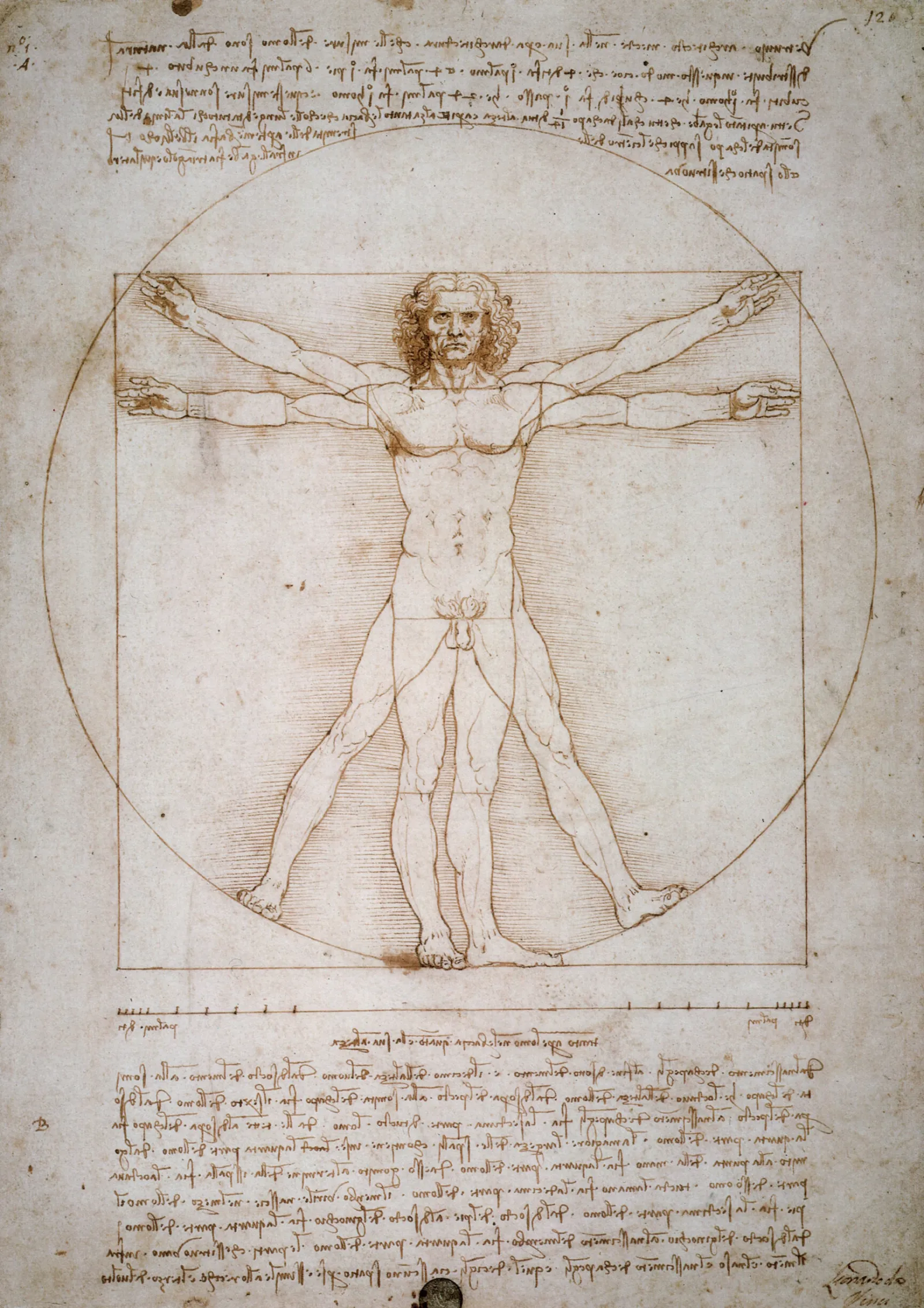 Léonard de Vinci Homme de Vitruve