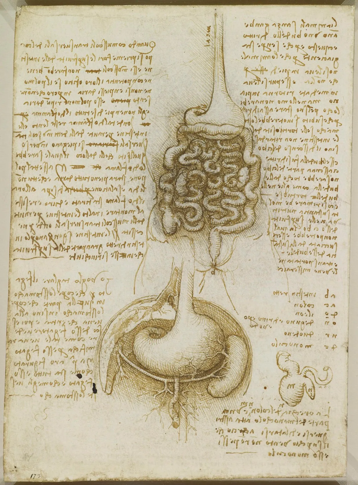 De Vinci, Le tractus gastro-intestinal, l'estomac, le foie et la rate