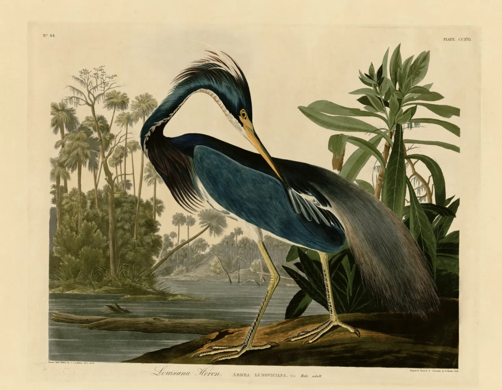 L'image est une estampe colorée qui représente une aigrette tricolore au bord d'un cours d'eau dans un paysage évoquant le bayou