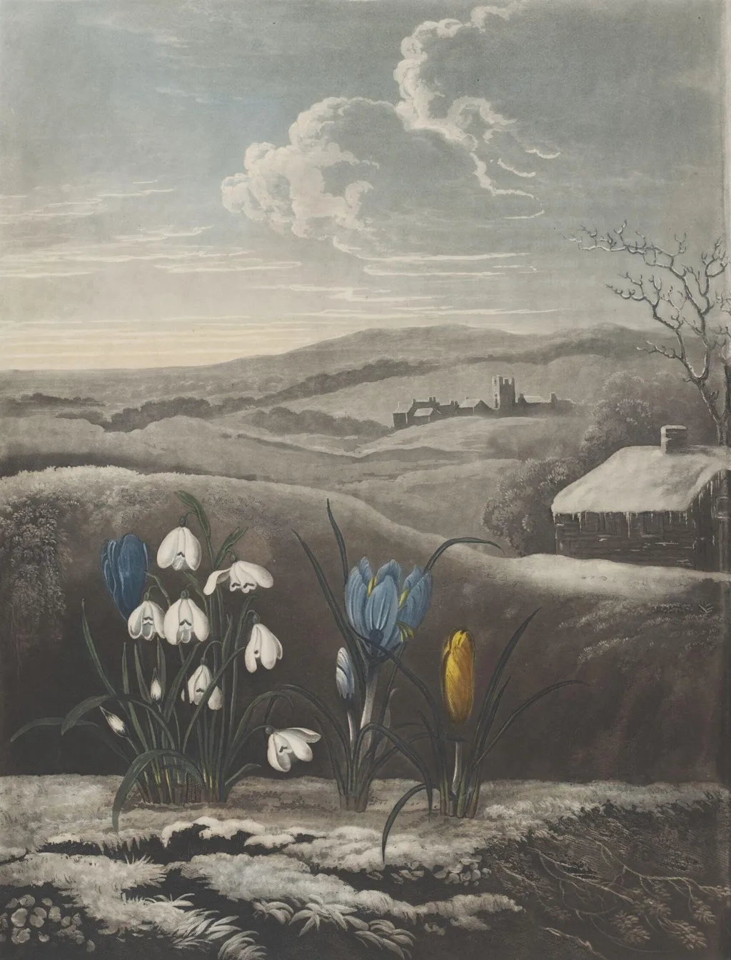 L'image est une gravure en couleur représentant un paysage d'hiver avec un perce-neige au premier plan