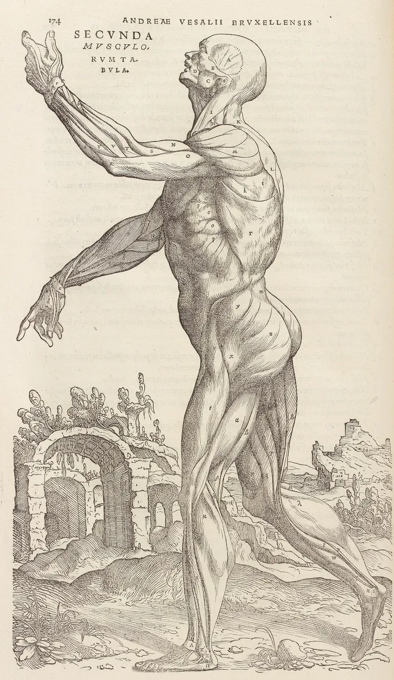 Gravure intitulée "Secundae Musculorum Tabulae" dans l'ouvrage de Vésale "De humani corporis fabrica libri septem" représentant un écorché anatomique