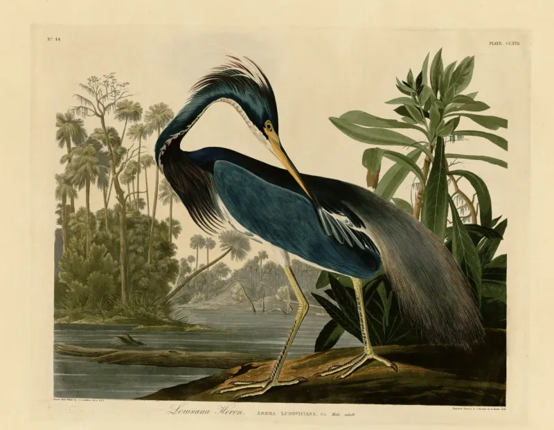 L'image est une estampe colorée qui représente une aigrette tricolore au bord d'un cours d'eau dans un paysage évoquant le bayou