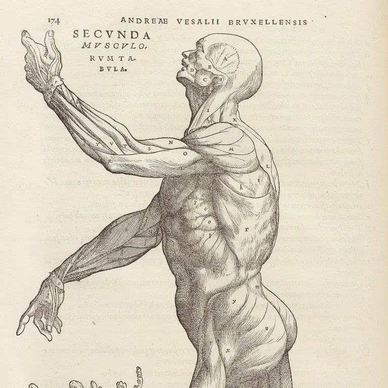 Secundae Musculorum Tabulae